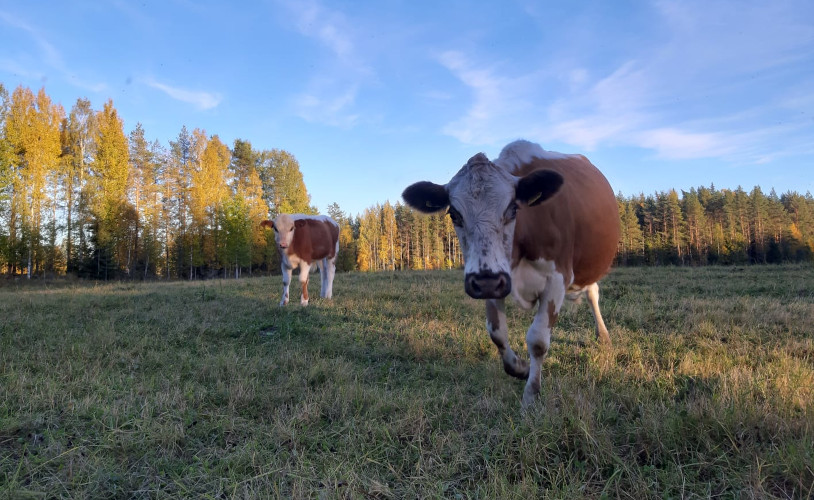 metsä