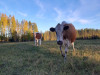 metsä
