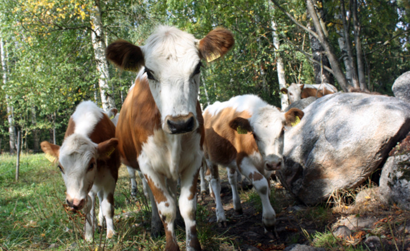 mökki