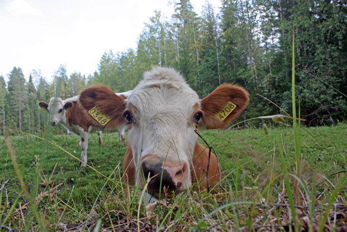 finncattle cows