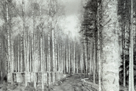 vanha koivikko